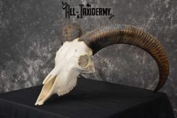 Aoudad European Skull taxidermy for sale SKU 1760 - Image 5