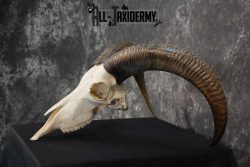 Aoudad European Skull taxidermy for sale SKU 1760 - Image 4