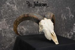 Aoudad European Skull taxidermy for sale SKU 1760 - Image 3