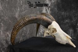 Aoudad European Skull taxidermy for sale SKU 1760 - Image 2