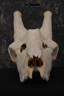 Giraffe Skull taxidermy for sale SKU 1763
