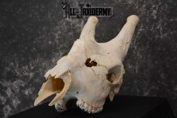 Giraffe Skull taxidermy for sale SKU 1763 - Image 5