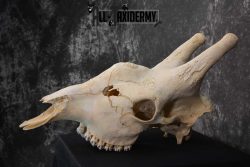 Giraffe Skull taxidermy for sale SKU 1763 - Image 4