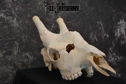 Giraffe Skull taxidermy for sale SKU 1763 - Image 3