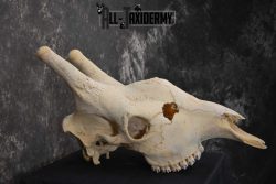 Giraffe Skull taxidermy for sale SKU 1763 - Image 2