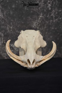 Warthog European Taxidermy Skull for sale SKU 1761