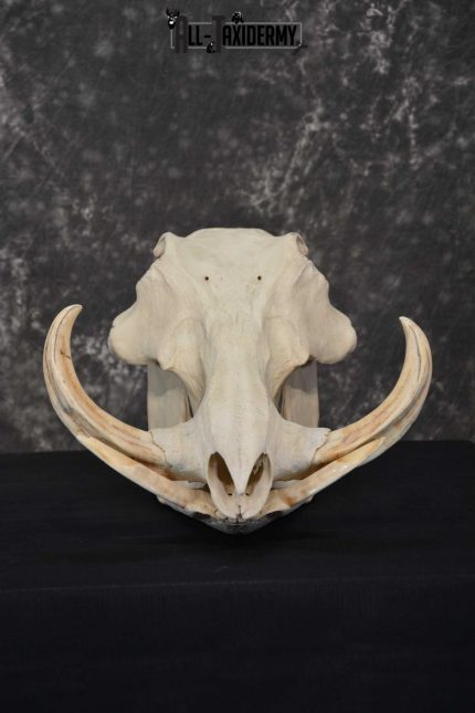 Warthog European Taxidermy Skull for sale SKU 1761