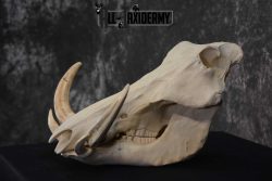 Warthog European Taxidermy Skull for sale SKU 1761 - Image 4