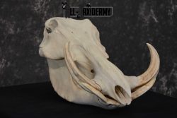 Warthog European Taxidermy Skull for sale SKU 1761 - Image 3