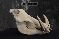 Warthog European Taxidermy Skull for sale SKU 1761 - Image 2
