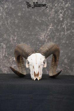 Sheep Skull taxidermy for sale SKU 1772