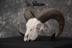 Sheep Skull taxidermy for sale SKU 1772 - Image 5