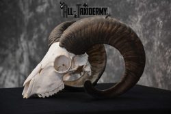 Sheep Skull taxidermy for sale SKU 1772 - Image 4