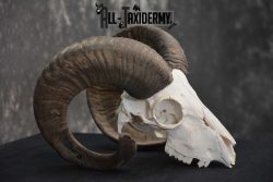 Sheep Skull taxidermy for sale SKU 1772 - Image 2