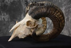 Sheep Full Curl european skull taxidermy for sale SKU 1774 - Image 4