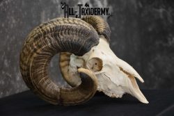 Sheep Full Curl european skull taxidermy for sale SKU 1774 - Image 2