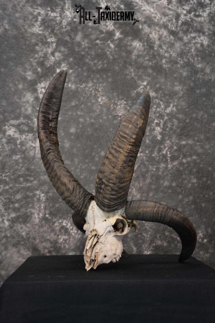 Jacobs 4 horn european skull taxidermy for sale SKU 1781