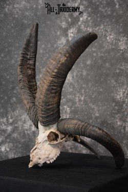 Jacobs 4 horn european skull taxidermy for sale SKU 1781 - Image 5
