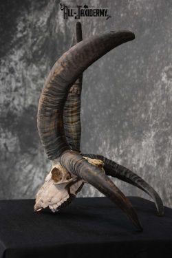 Jacobs 4 horn european skull taxidermy for sale SKU 1781 - Image 4