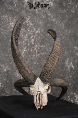 Jacobs 4 horn european skull taxidermy for sale SKU 1781 - Image 3