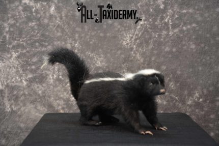 Full body skunk taxidermy mount for sale SKU 1779
