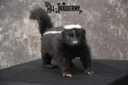 Full body skunk taxidermy mount for sale SKU 1779 - Image 5