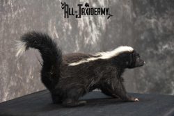 Full body skunk taxidermy mount for sale SKU 1779 - Image 3