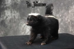 Full body skunk taxidermy mount for sale SKU 1779 - Image 2