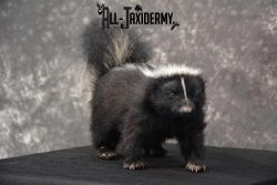 Full body Skunk taxidermy mount for sale SKU 1778 - Image 5