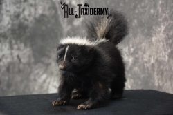Full body Skunk taxidermy mount for sale SKU 1778 - Image 4
