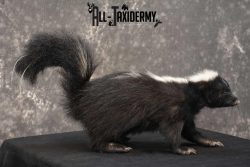 Full body Skunk taxidermy mount for sale SKU 1778 - Image 3