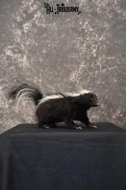 Full body skunk taxidermy mount for sale SKU 1780