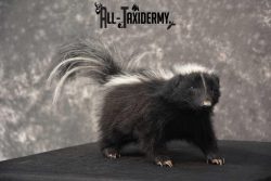Full body skunk taxidermy mount for sale SKU 1780 - Image 5