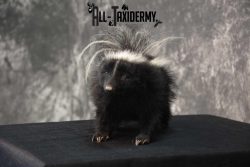 Full body skunk taxidermy mount for sale SKU 1780 - Image 4