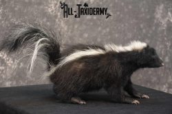 Full body skunk taxidermy mount for sale SKU 1780 - Image 3