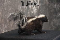 Full body skunk taxidermy mount for sale SKU 1780 - Image 2