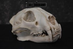 Reproduction African Leopard Skull ser for sale SKU 1676 - Image 5