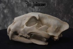 Reproduction African Leopard Skull ser for sale SKU 1676 - Image 4
