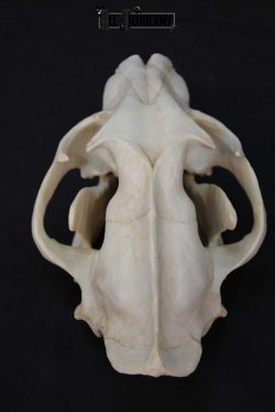 Reproduction African Leopard Skull ser for sale SKU 1676 - Image 3
