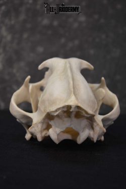 Reproduction African Leopard Skull ser for sale SKU 1676 - Image 2