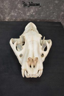 Reproduction Bengal Tiger Skull Set SKU 1675