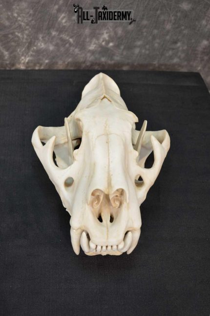 Reproduction Bengal Tiger Skull Set SKU 1675