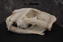 Reproduction Bengal Tiger Skull Set SKU 1675 - Image 6