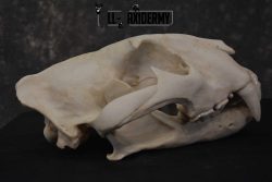 Reproduction Bengal Tiger Skull Set SKU 1675 - Image 5