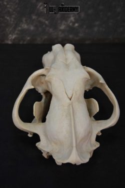 Reproduction Bengal Tiger Skull Set SKU 1675 - Image 4