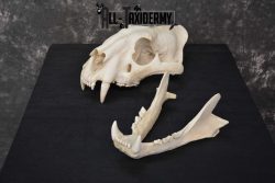 Reproduction Bengal Tiger Skull Set SKU 1675 - Image 2