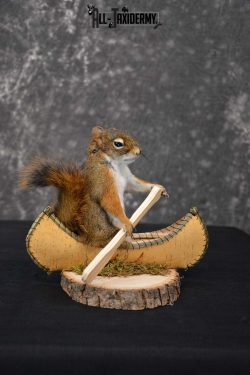 Red Squirrel in Canoe Taxidermy mount for sale SKU 1746 - Image 3