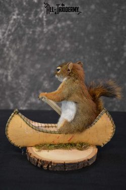 Red Squirrel in Canoe Taxidermy mount for sale SKU 1746 - Image 2