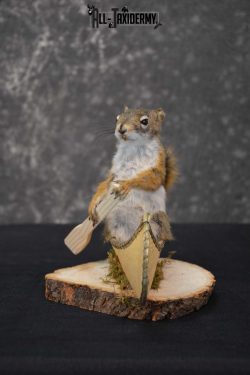 Red Squirrel in Canoe Taxidermy mount for sale SKU 1747