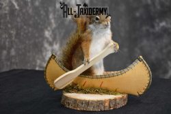 Red Squirrel in Canoe Taxidermy mount for sale SKU 1748 - Image 3